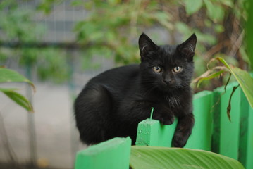 Beautiful cats on the city streets