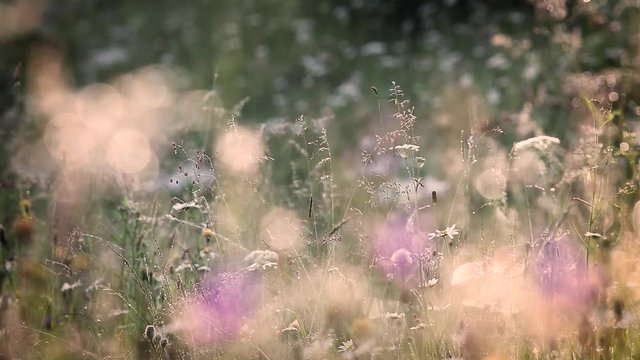 Beautiful sunny charming summer nature video background. Soft texture of sunny grass growing outside in meadow.