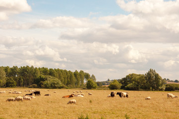 Naklejka na ściany i meble Cattle and sheep in a summertime field.