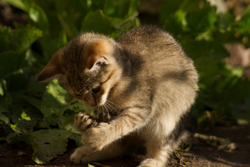 Beautiful cats on the city streets