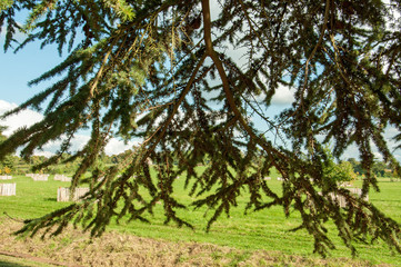 Monkey puzzle leaves on a tree.