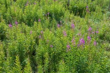 Wild foxgloves in the countryside.