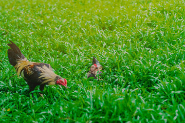Rooster and hen relax and finding food in green field.