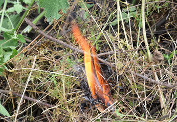 fire in the forest