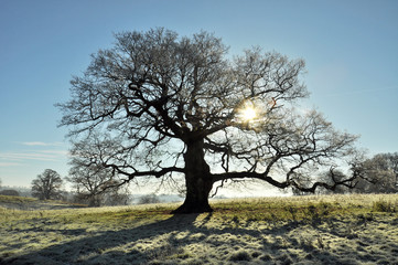 Sunshine through the winter oak tree.