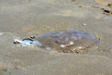 Dead Aurelia aurita common jellyfish washed ashore on sandy beach