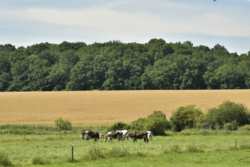 Fototapeta na wymiar Quelques vaches limousines dans une prairie devant un champ de blé et une forêt au Périgord Vert
