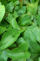 A green fresh leafs full frame for relaxing mood and eye