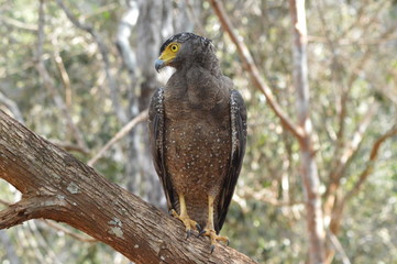 bird of prey
