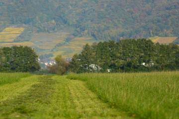 Fototapeta na wymiar Footpath leading through agricultural fields with German Odenwald mountain range in background