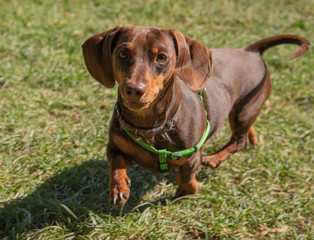 Small dachshund