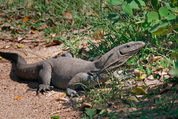 Iguana