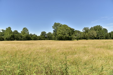 Obraz premium Champ de blé en face d'un bois au Périgord Vert