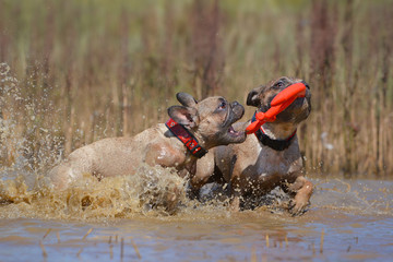 Two brown French Bulldog dogs playing fetch with a toy together in muddy puddle