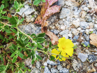 Common rock-rose[