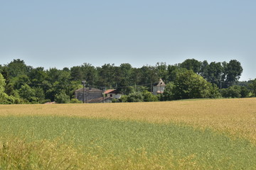 Champ d'orge devant un hameau et un bois au Périgord Vert © Photocolorsteph