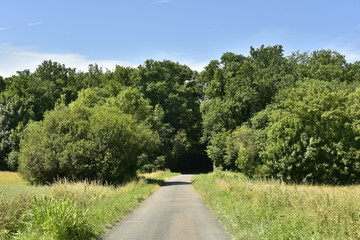 Route secondaire de campagne s'enfonçant dans une forêt au Périgord Vert 