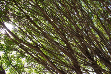 willow branches summer sun background macro
