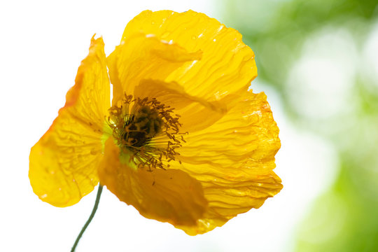 Bright Yellow Poppy.