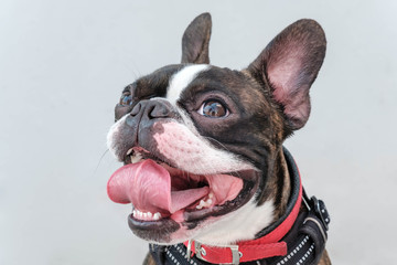 Portrait boston terrier pure breed soft grey background closeup