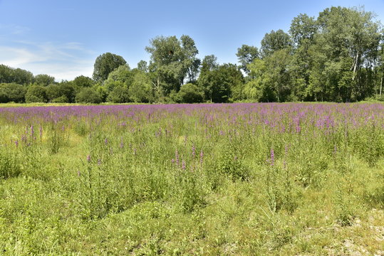 Champ de lavande rose-violettes derri&egrave;re une zone de mauvaises herbes dans l'une des clairi&egrave;res au bois pr&egrave;s du bourg de Champagne au P&eacute;rigord Vert