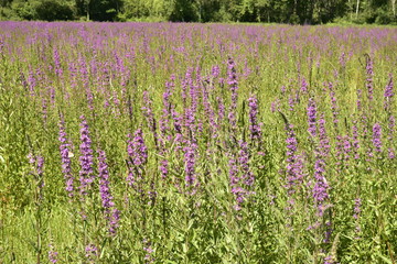 Champs d'une variété de lavande rose-violettes dans l'une des clairières au bois près du Bourg de Champagne au Périgord Vert