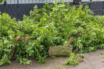 The remains of a fallen tree after a heavy thunderstorm in Berlin, Germany. The fire department has already sawn the branches to make the road passable again.