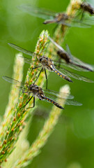 Dragon flies of spring gathering on pine tree close-up photography in nature