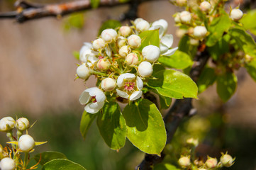 Apple flowers on a branch in spring