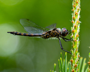 Dragon flies of spring gathering on pine tree close-up photography in nature