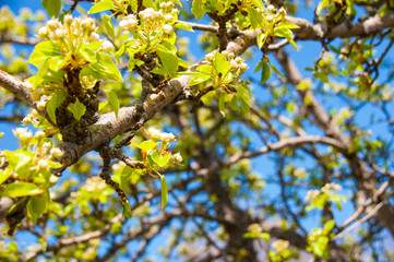 Apple flowers on a branch in spring