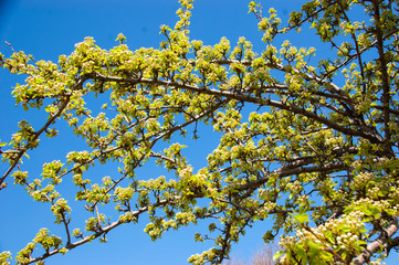 Apple flowers on a branch in spring