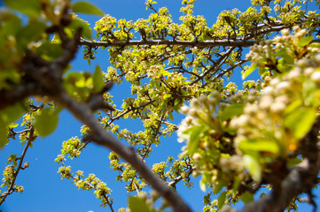 Apple flowers on a branch in spring