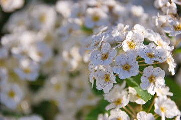 Spirea bush flowers. Background - white small flowers on a bush