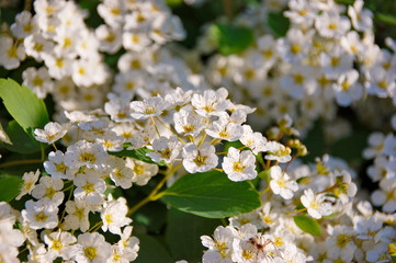 Spirea bush flowers. Background - white small flowers on a bush