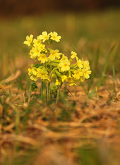 Yellow flower cowslip herbaceous perennial of medical plant in grass on meadow near forest with green leaves and stem at sunset. Blooming spring flower Primula veris on garden