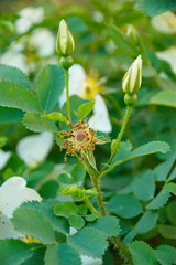 bushes white rose flowers and buds in the summer sun macro