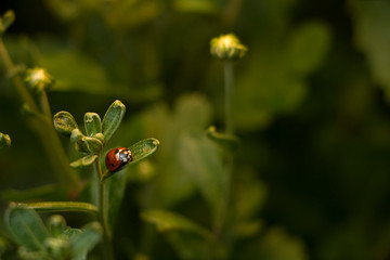 Beautiful flowers in the park with bugs