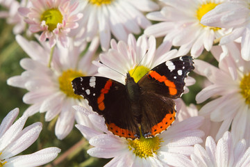 Beautiful flowers in the park with bugs