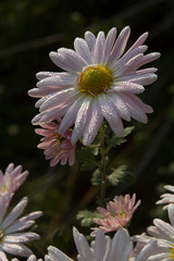 Beautiful flowers in the park with bugs