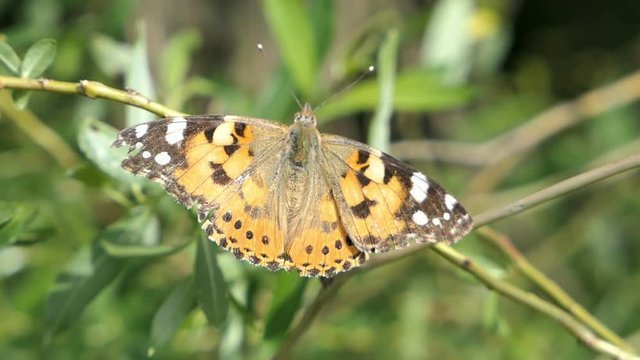 Painted lady butterfly (Vanessa cardui)