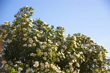 bushes white rose flowers and buds in the summer sun the blue sky macro