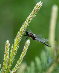 Dragon flies of spring gathering on pine tree close-up photography in nature