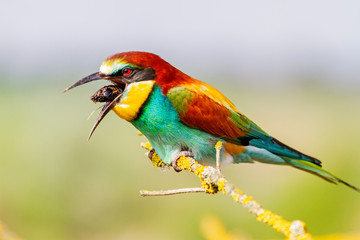 bee-eater sitting on a branch throws regurgitates