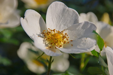 bushes white rose flowers and buds in the summer sun macro