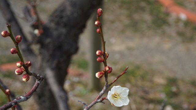 美しい梅の花に魅せられて！
