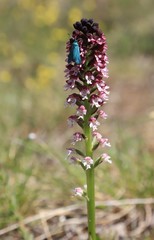 orchidée sauvage des Causse