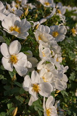 Naklejka na ściany i meble bushes white rose flowers and buds in the summer sun macro