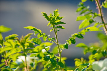 Obraz premium bushes white rose flowers and buds in the summer sun the blue sky macro