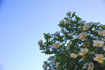 bushes white rose flowers and buds in the summer sun the blue sky macro
